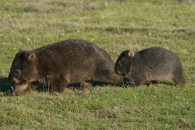 wombat mother and baby, Narwantapu National Park