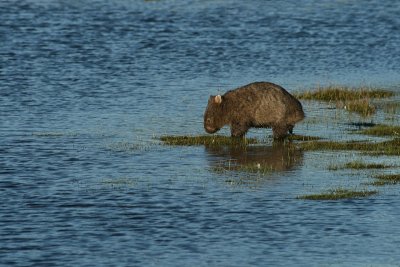 wombat, Narwantapu National Park