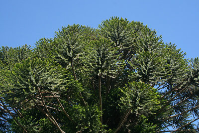 bunya bunya pine (Auraucaria bidwillii), Latrobe