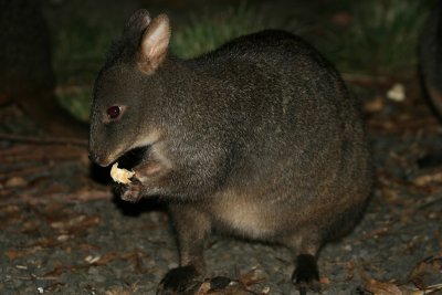Tasmanian Pademelon ( Thylogale billardierii ) , Lemonthyme Lodge, Moina