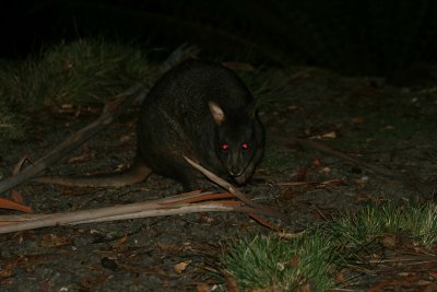 demon pademelon, Lemonthyme Lodge grounds, Moina