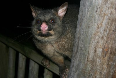 Brushtail possum, Lemonthyme Lodge grounds, Moina