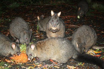 feeding frenzy, Lemonthyme Lodge grounds, Moina
