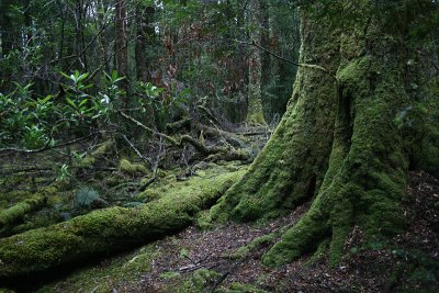 temperate rainforest, Franklin River Trail