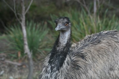 emu, Bonorong Wildlife Park, Brighton