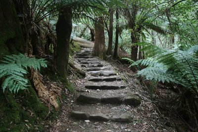 path, Mount Field National Park