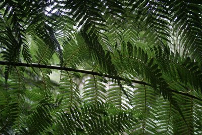 ferns, Mount Field National Park