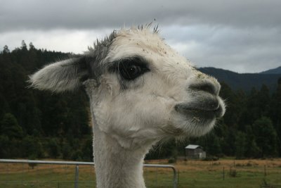 resident, Roydon Alpaca Stud B&B, Maydena