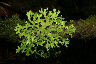 lichen, Styx River Valley