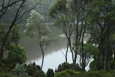 Lake Dobson, Mount Field National Park