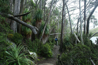 pandani tree grove, Lake Dobson, Mount Field National Park