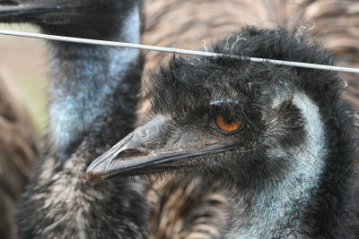 emu, Bonorong Wildlife Park, Brighton