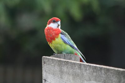 wild parrot, Bonorong Wildlife Park, Brighton