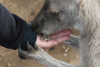 greedy Bennet's wallaby, Bonorong Wildlife Park, Brighton