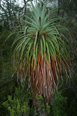pandani tree, Lake Dobson, Mount Field National Park