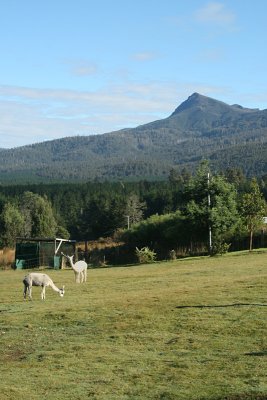 Roydon Alpaca Stud B&B, Maydena