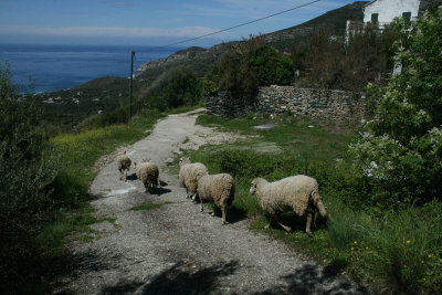 sheep getting by, Ortinola, Cap Corse