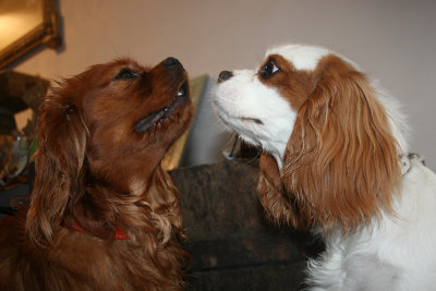 king charles spaniels, Bonifacio