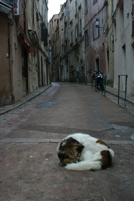 dog asleep in the street, Bonifacio
