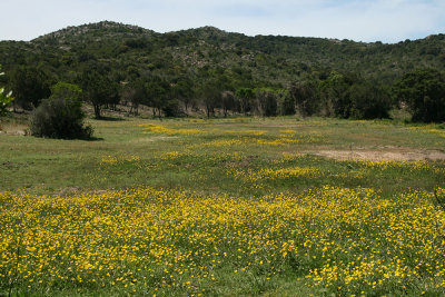 maquis, Rondinara