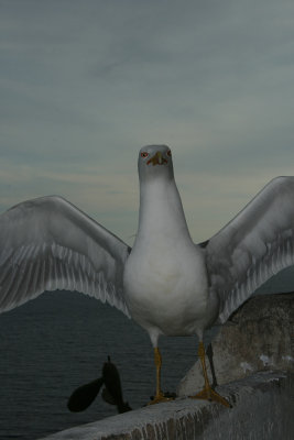 gull, Bonifacio