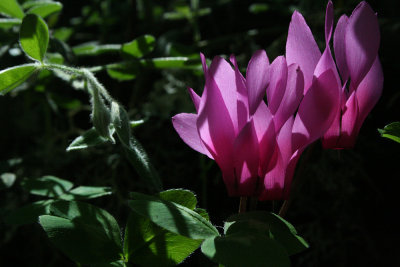 wildflower, Cucuruzu, Alta Rocca