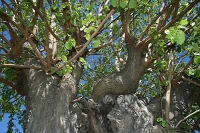 pollarded tree, Sainte Lucie de Tallano, Alta Rocca