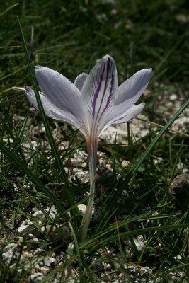 mountain crocus, Plateau de Gascione, Alta Rocca