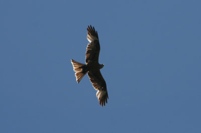 eagle, Plateau de Gascione, Alta Rocca