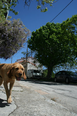 dog takes walk, Quenza, Alta Rocca