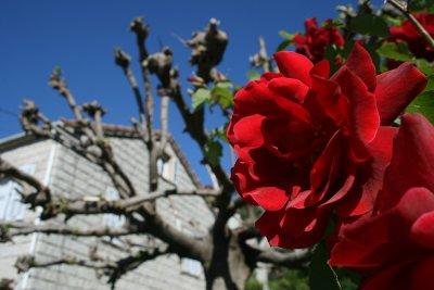 rose, Quenza, Alta Rocca