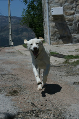 what a smile! Sant Andrea, Alta Rocca