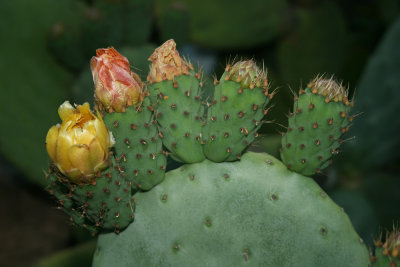 cactus flower, Tizzano