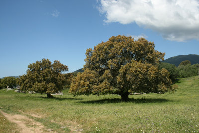 Filitosa