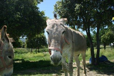 angry donkey, St. Florent