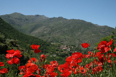 poppies