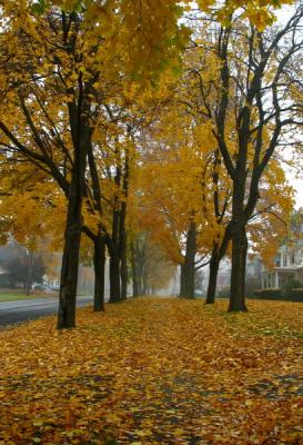 Street Scene