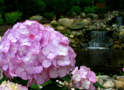 Pond Tour 2006