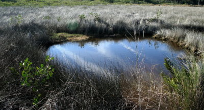 Saltwater Marsh