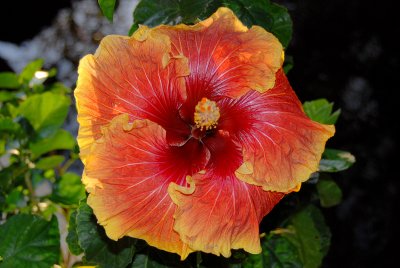 Hawaii Flowers