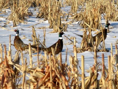 Ring-Necked Pheasants