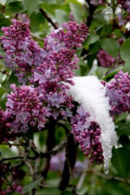 Snow on the Lilacs