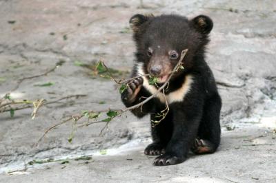 This stick is really chewy