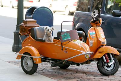 Sidecar Puppy