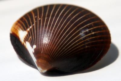 Shell Macro