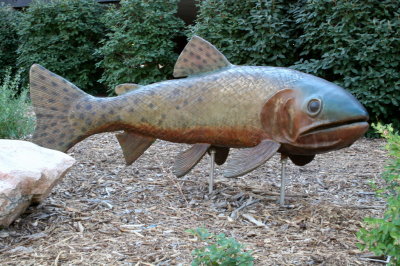 Fish out of Water