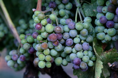 Merlot at Verasion