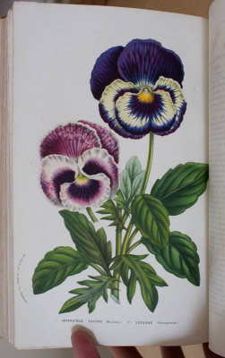 flore1856