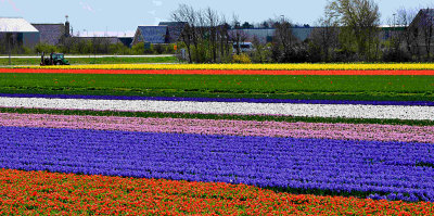 Flower growing region, South Holland