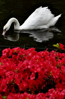 Reflection of a Swan